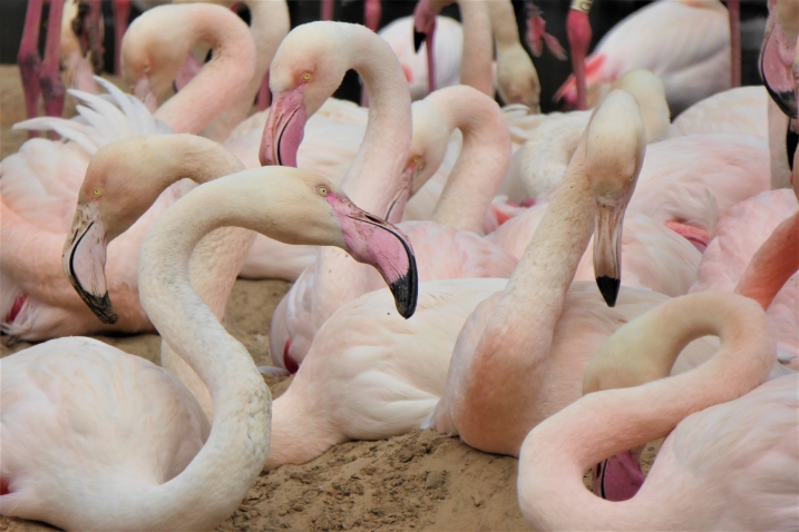 Flamenco flamingo - What's in a name?